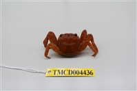 藏品(白紋方蟹)的圖片